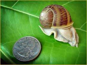 Brown Garden Snail